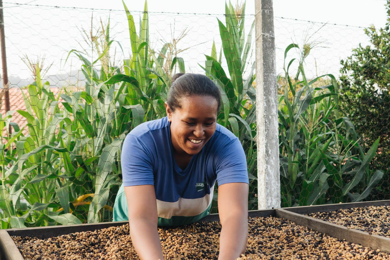 1Brasilien_-_Mundo_Novo_Kaffee