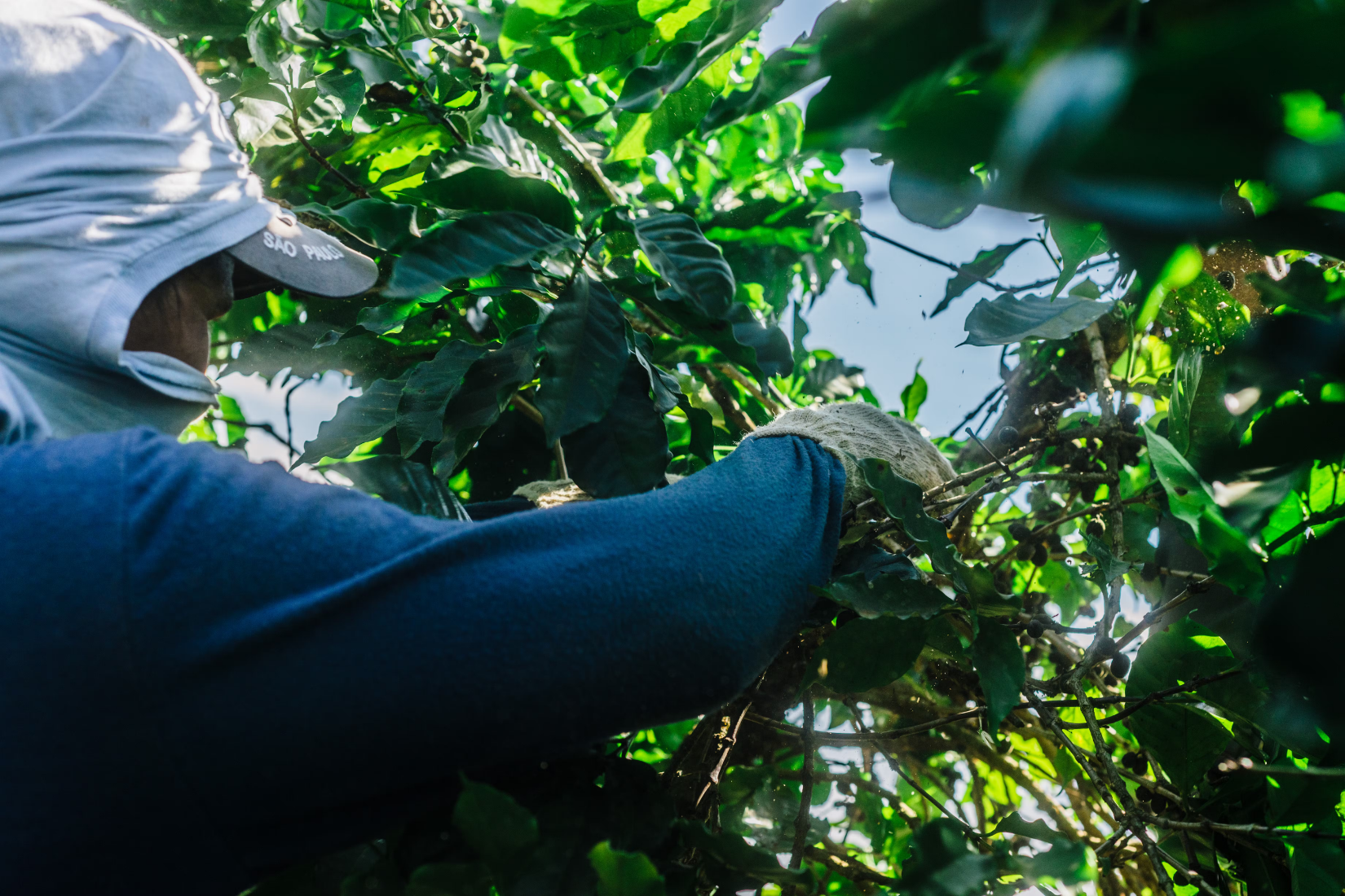 3Brasilien_-_Mundo_Novo_Kaffee