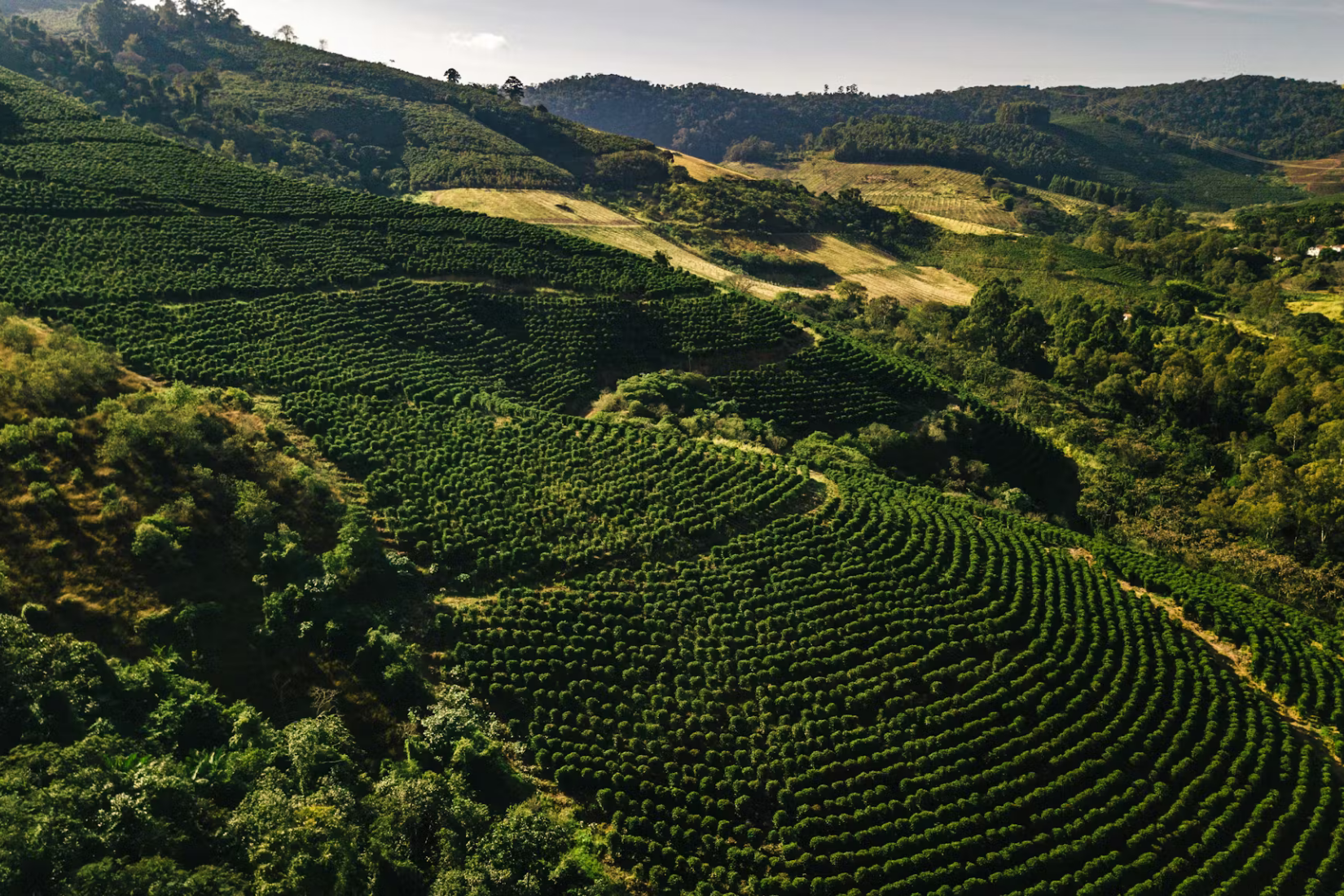 4Brasilien_-_Mundo_Novo_Kaffee